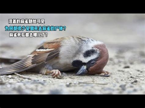 自來雀 風水|為何自來雀被視為吉祥鳥？